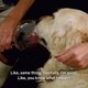Illustration for article titled Netflixs iLove Is Blind/i Is Like If a Drunk Dog Made a Dating Show